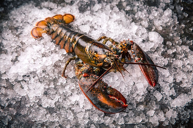 how-to-choose-a-live-lobster-chowhound.j