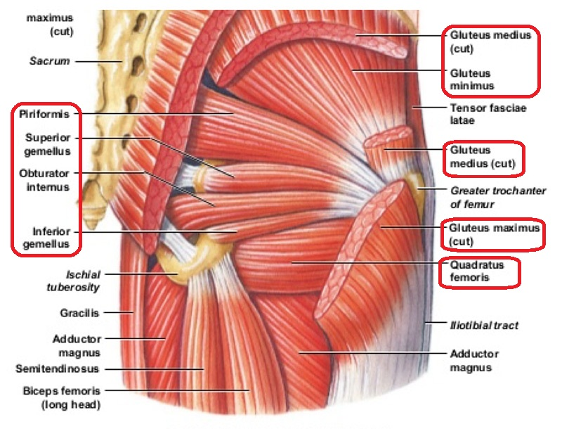 Gluteal Muscle Anatomy Muscles Glut aux Fessiers KIRC Gluteal Muscle Anatomy Muscles Glut aux Fessiers KIRC