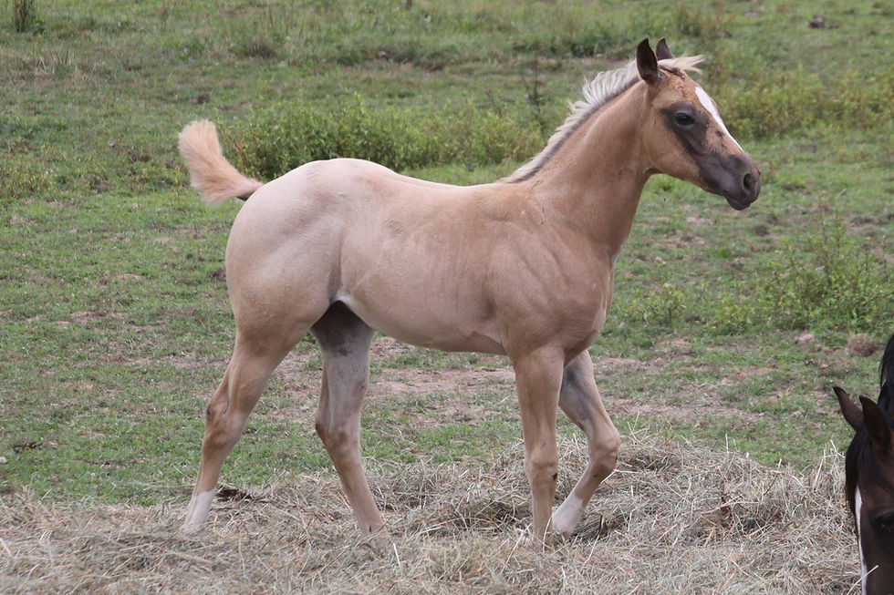 Palomino Roan Quarter Horse Foal
