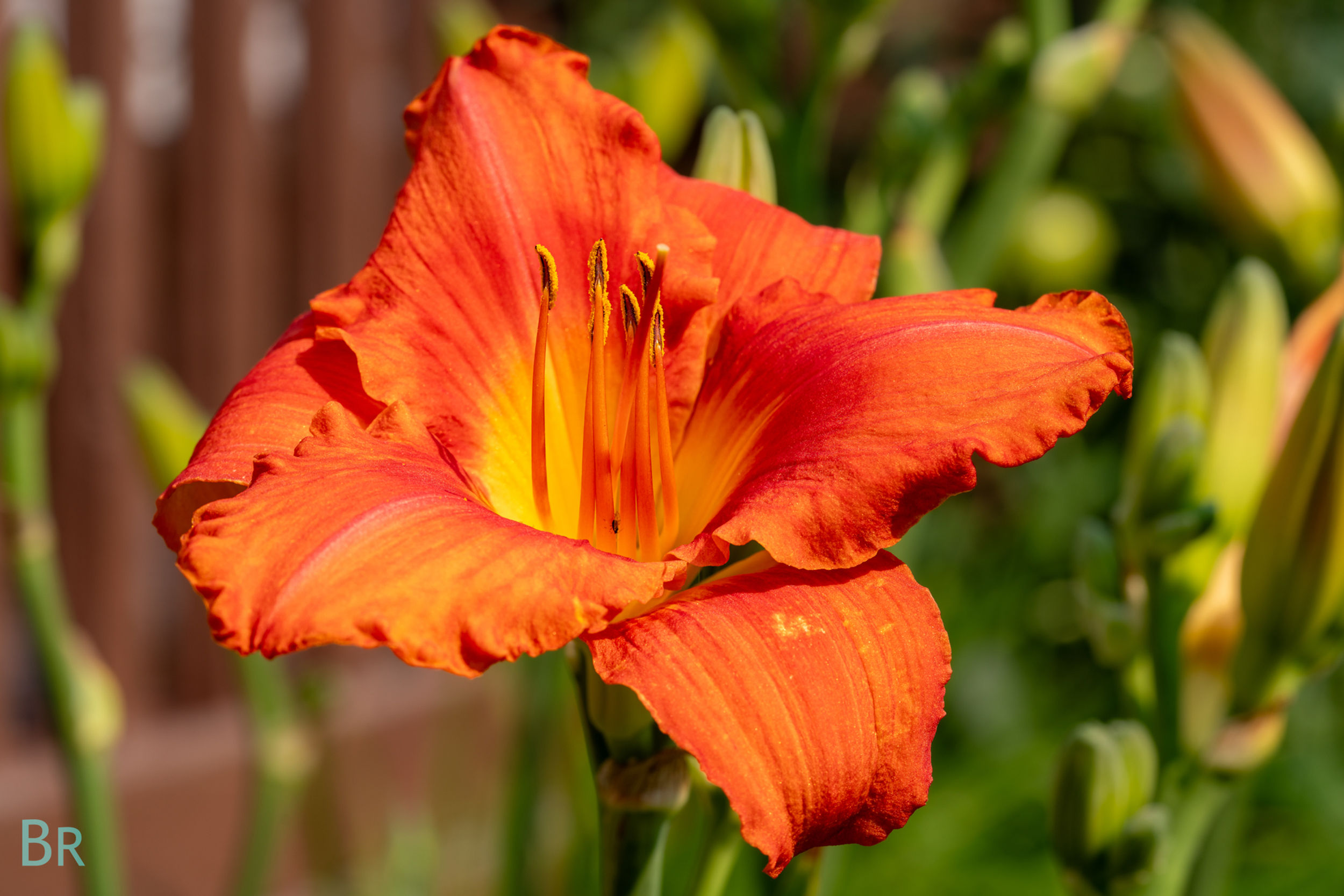 Day Lily
