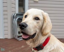 portrait of a white furred golden retriever with a red collar
