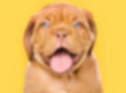 Happy Puppy with confidence