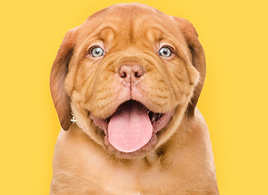 Happy Puppy