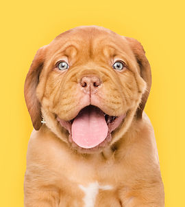 Happy Puppy