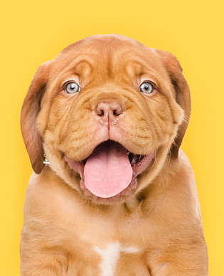 Happy Puppy