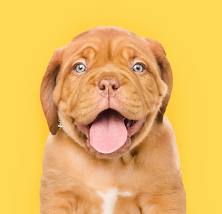 Happy Puppy