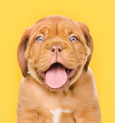 Happy Puppy