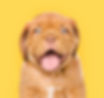 Happy Puppy