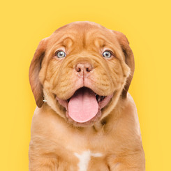 "I am SO happy with this option for dog care! I was very skeptical of my dog getting along with "strangers" and a different environment! I was surprised how well it went! It means so much to be able to relax on my vacation! We will use them always!"