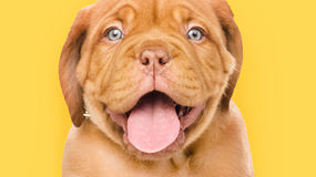 International Dog Day - Human best friend