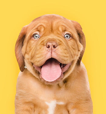 Veterinarians in North Florida