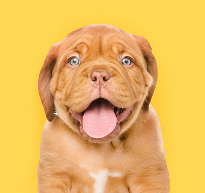 Happy Puppy