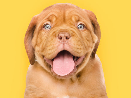 Puppybijten