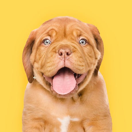 Happy Puppy