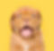 chiot heureux
