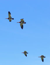 Parque Nacional Cerro Castillo, Patagonie Chilienne