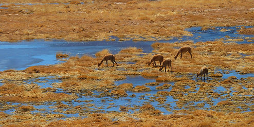 photographe francais french photographer travel photography photographie voyage landscape paysage paysaje nature animals animaux animal fauna wildlife vicunas vigognes altiplano lunch break chile chili atacama