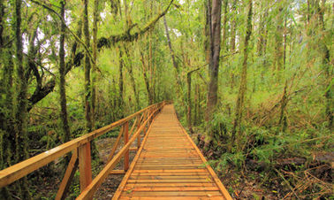 Parque Nacional Pumalín, Patagonie Chilienne