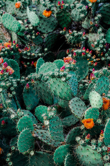 botanical-cacti-cactus-1253718.jpg