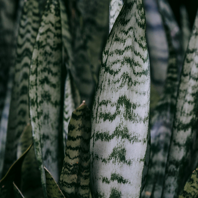 How to Care for Snake Plants – Sansevieria