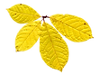 Dry Yellow Leaf
