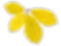 Dry Yellow Leaf
