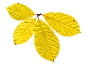 Dry Yellow Leaf