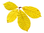 feuille 10