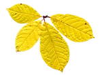 feuille 10