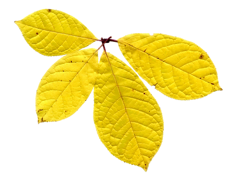 Dry Yellow Leaf