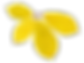 Dry Yellow Leaf