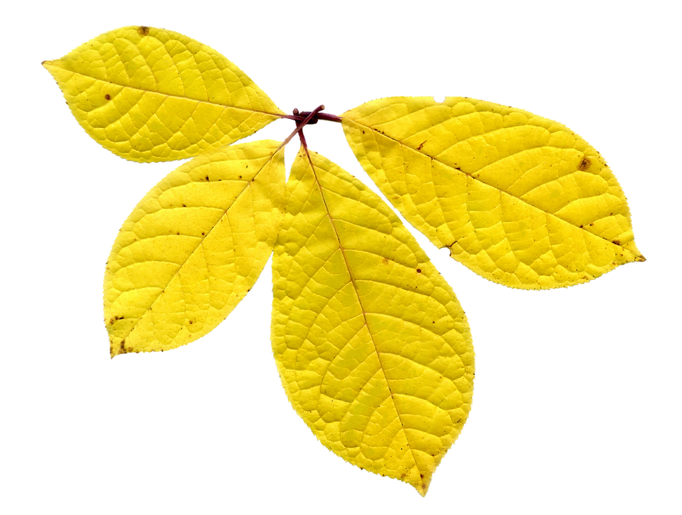 Bright Yellow Leaf Cluster