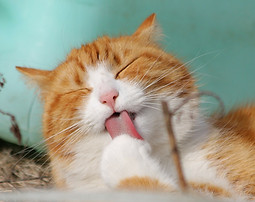 Licking Cat