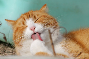 Licking Cat