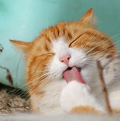 Licking Cat