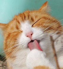 舐め猫