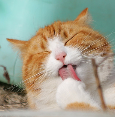 lecken Katze