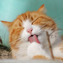 Лизать Cat
