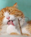 Licking Cat