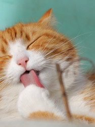 AVAILABLE CATS & KITTENS