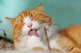 Licking Cat