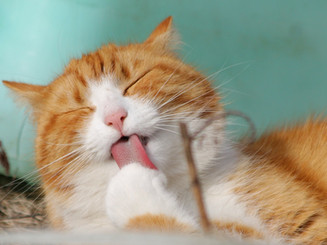 Licking Cat