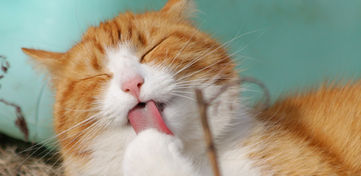 Licking Cat
