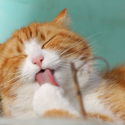 Licking Cat