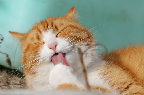 Licking Cat