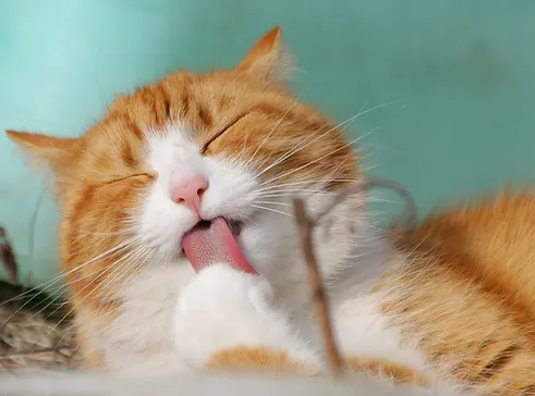 猫 アレルギー治療 TOP