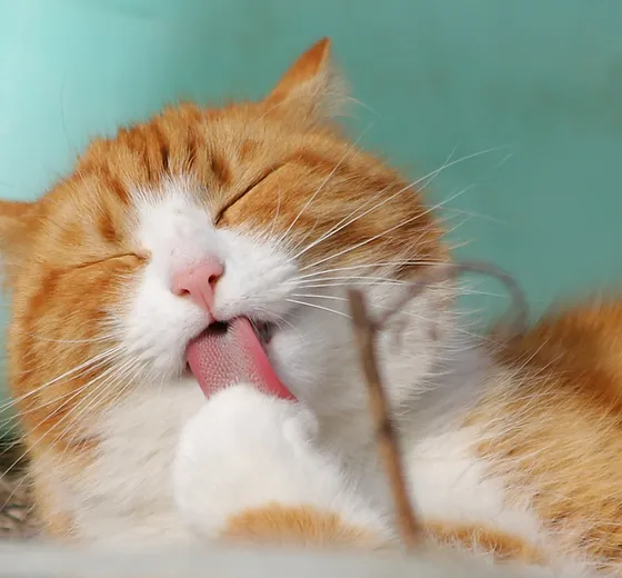 Veterinary Cat Care Of Fayette United States