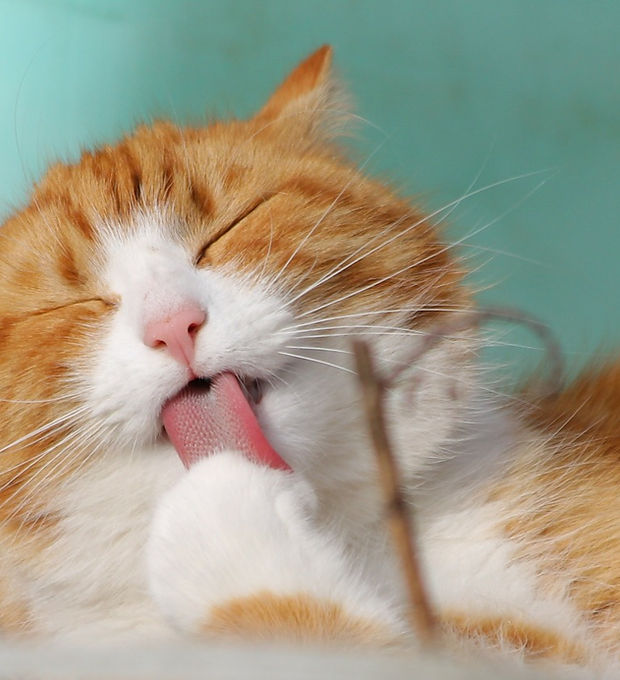 Licking Cat