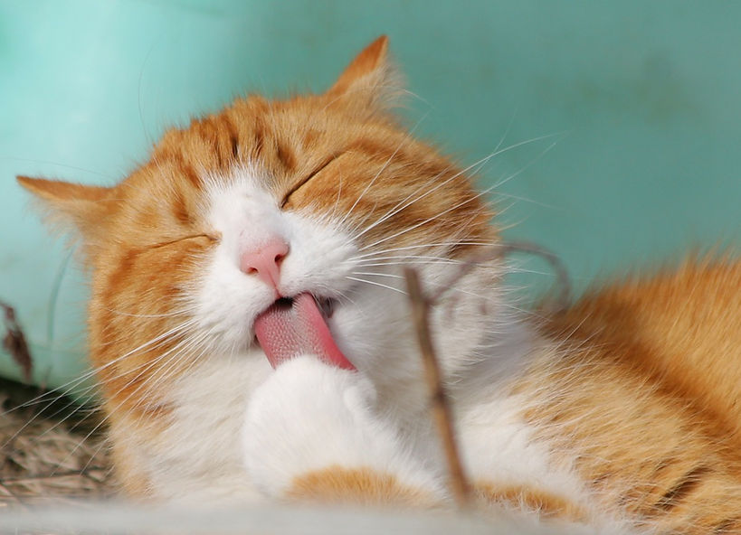 Licking Cat