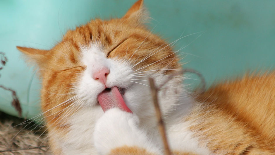 Happy Ginger Cat Appreciation Day! 🧡🐾